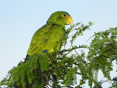 Yellow-Lored Parrot photo 4