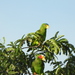 Amazona xantholora - Photo (c) angel_castillo_birdingtours,  זכויות יוצרים חלקיות (CC BY-NC), הועלה על ידי angel_castillo_birdingtours