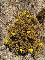 Deinandra clementina