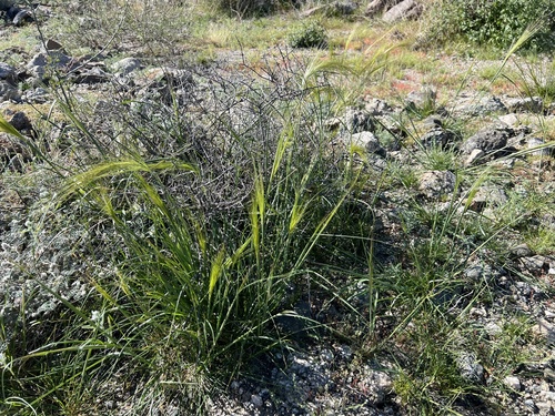 iNaturalist observation photo of cape ricegrass
