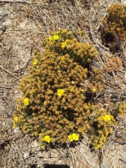 Deinandra clementina