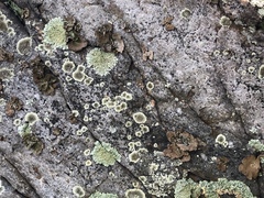 Lasallia pensylvanica