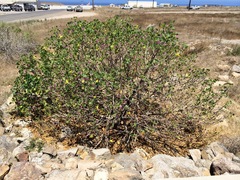 Malva assurgentiflora glabra