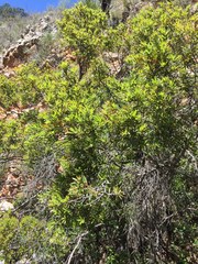 Quercus striatula