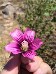 Malva assurgentiflora glabra