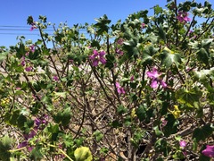 Malva assurgentiflora glabra