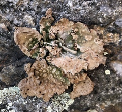 Lasallia pensylvanica