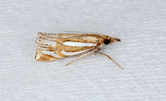 Hednota bifractellus