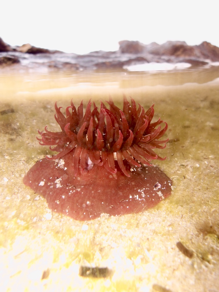 Actiniid Sea Anemones from Indian Ocean, Mindarie, WA, AU on March 8