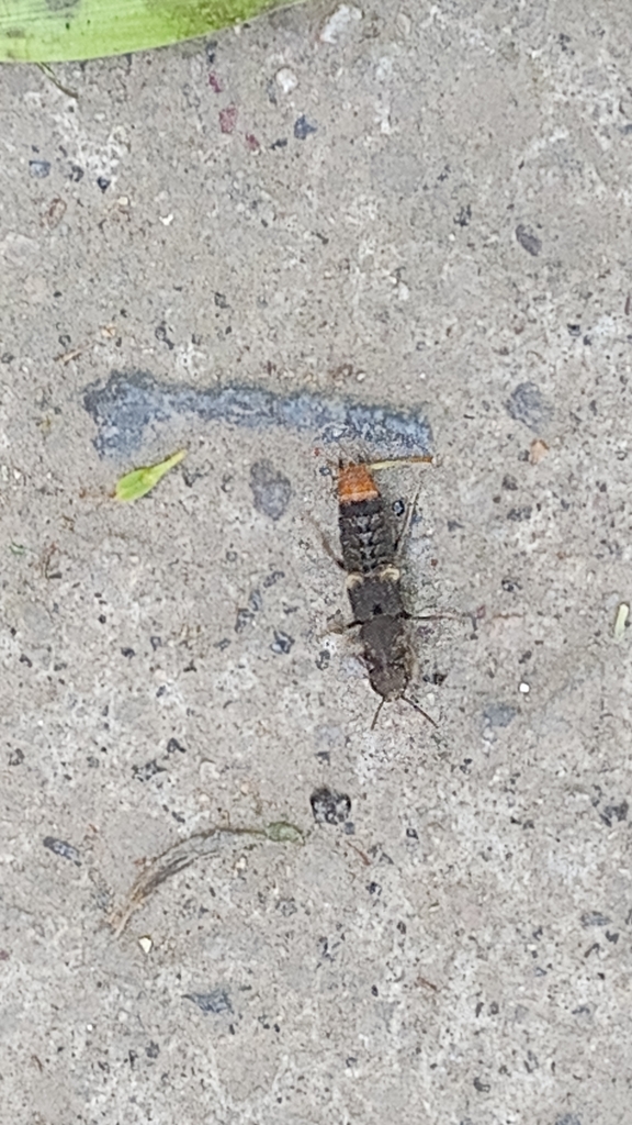 Platydracus apicipennis