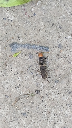 Platydracus apicipennis