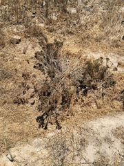 Deinandra clementina