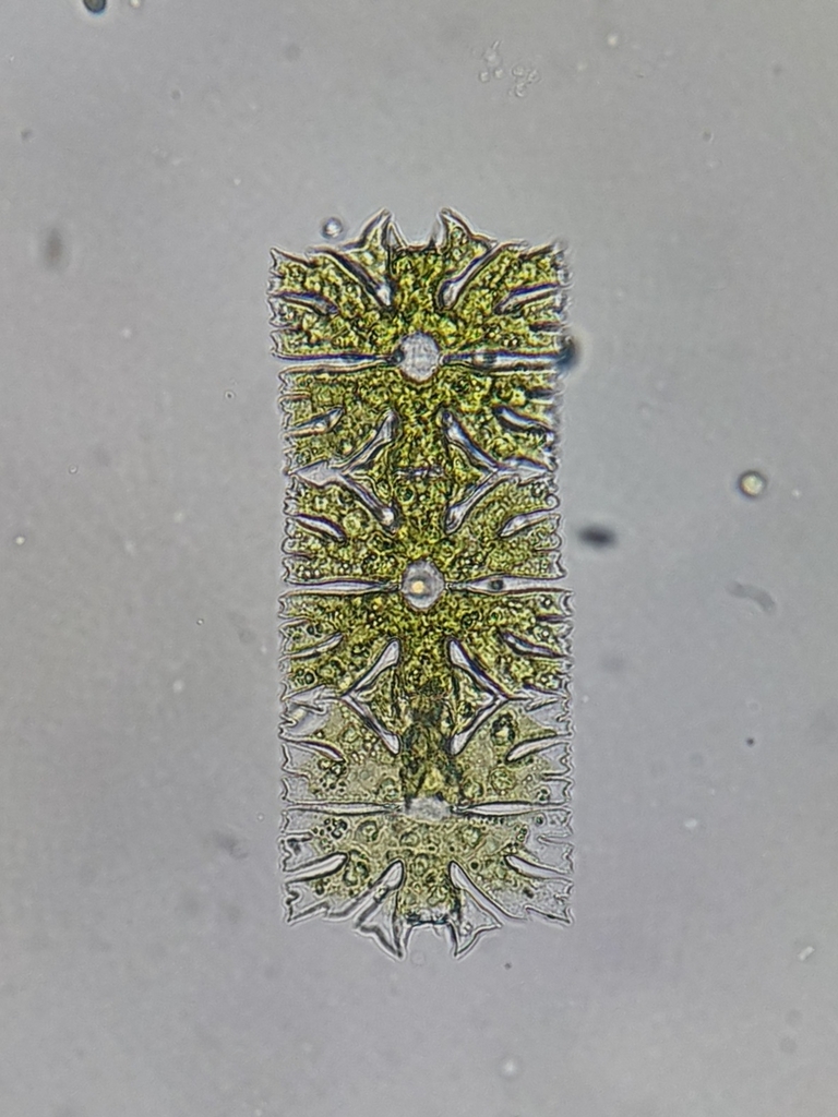 Micrasterias foliacea (Micrasterias foliacea)