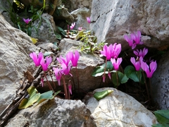 Cyclamen repandum
