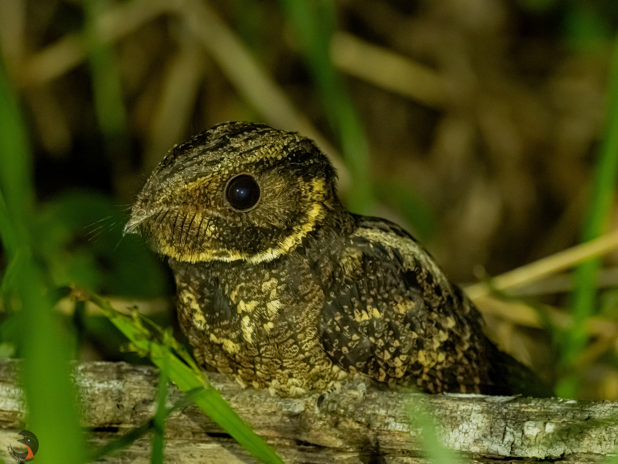 Rufous Nightjar (Antrostomus rufus), photo 4