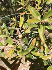 Quercus striatula
