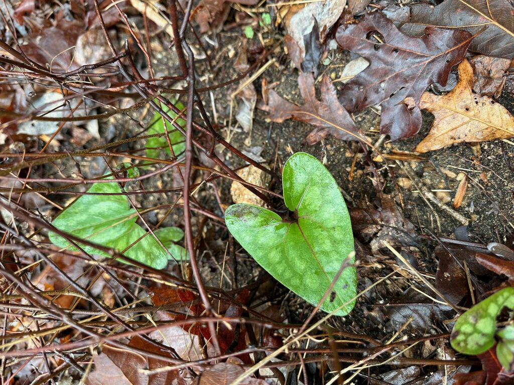 Little Brown Jugs from Gumlog, GA, USA on March 6, 2024 at 11:16 AM by ...