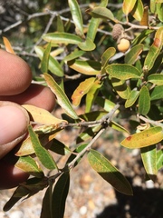 Quercus striatula