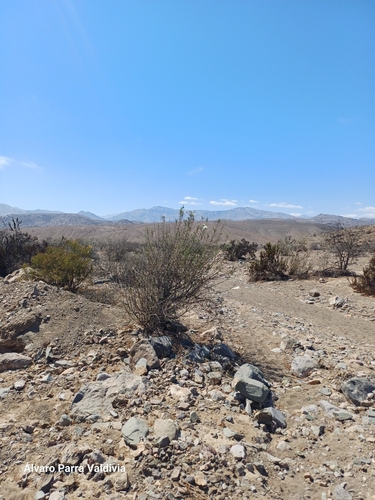 Image of Carbonillo by (c) Álvaro Parra Valdivia, some rights reserved (CC BY)