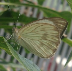 Ascia monuste orseis