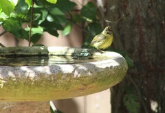 Leiothlypis celata lutescens