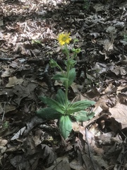 Arnica acaulis