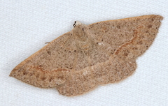 Nearcha tristificata