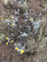 Senecio mairetianus