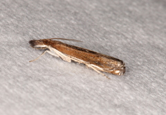 Anaclastis apicistrigellus