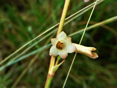 Polianthes multicolor