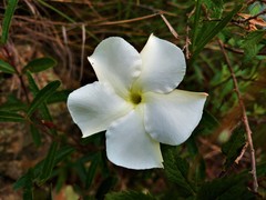 Mandevilla hypoleuca