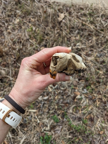 American Beaver photographed in Mississippi