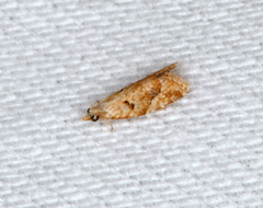 Euphona euphona