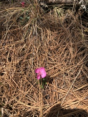 Oenothera deserticola