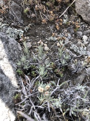 Gnaphaliothamnus lavandulifolius