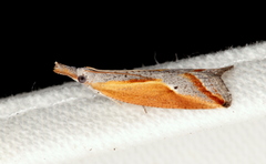 Arotrophora arcuatalis