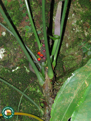 Anthurium (Anthurium pentaphyllum)