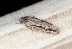 Agriophara confertella