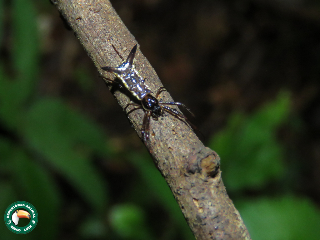 Micrathena lindenbergi