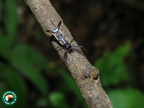 Micrathena lindenbergi