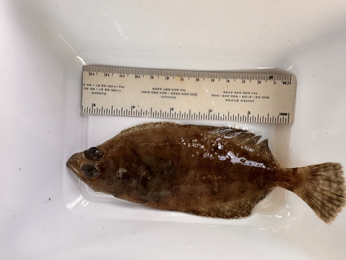 Bigmouth flounder (Hippoglossina stomata) — Paralichthyidae — 5