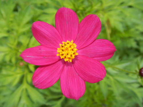 Cosmos caudatus iNat (2)
