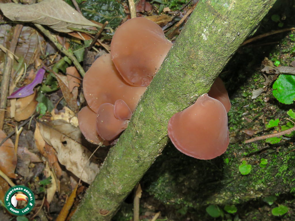 Auricularia fuscosuccinea · March 2024 · photo: © diogoluiz (iNaturalist, cc-by)