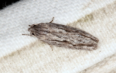 Agriophara confertella