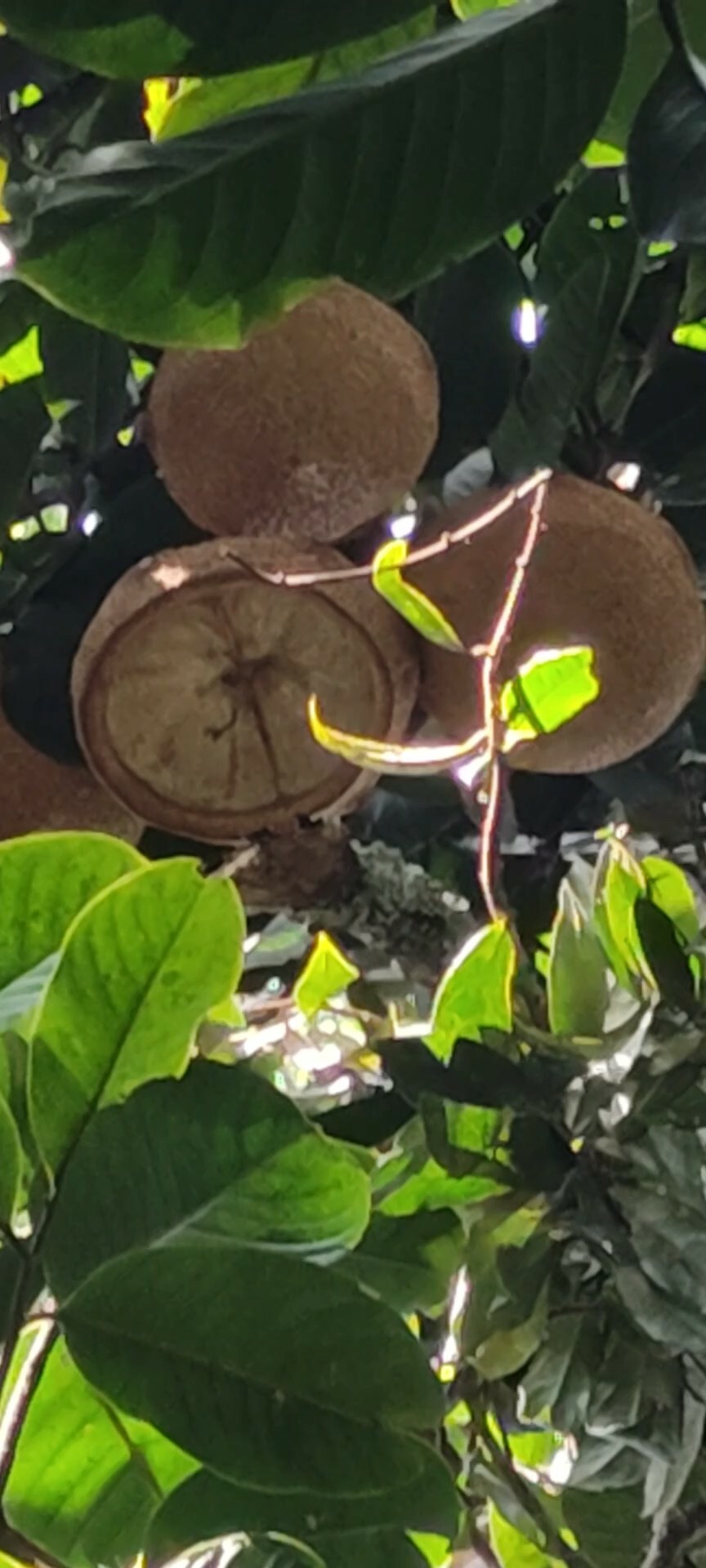 Eschweilera antioquensis