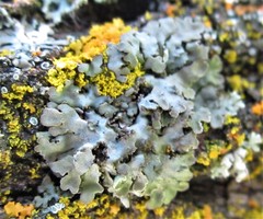 Physconia enteroxantha