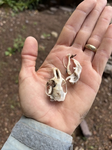 California Pocket Gopher