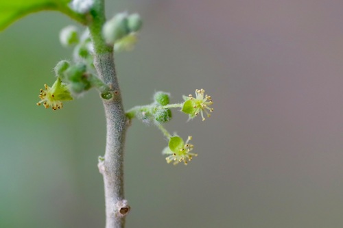 Image of Bernardia myricifolia by (c) Michelle W. （鍾偉瑋）, some rights reserved (CC BY)