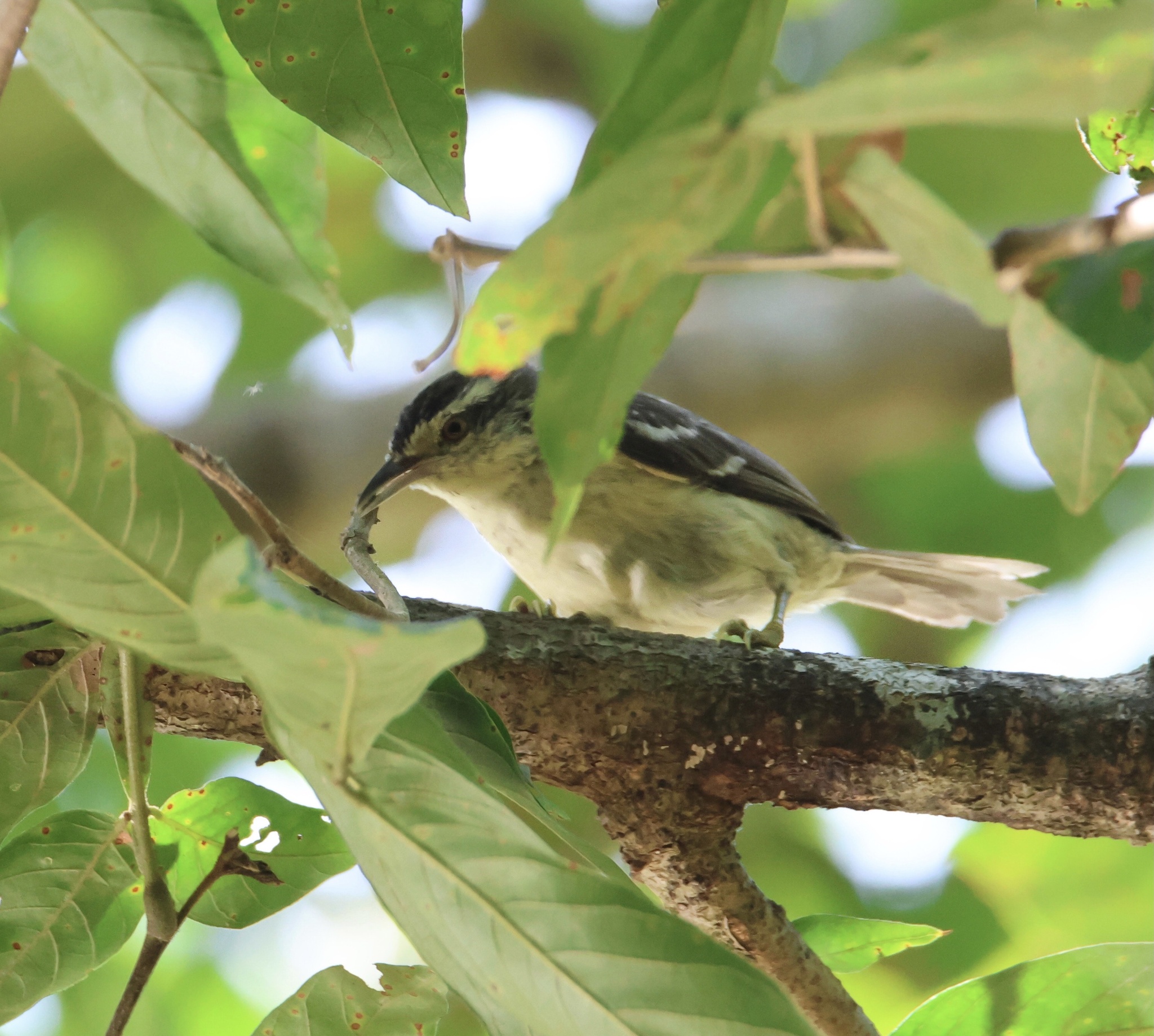 Double-banded Greytail (Xenerpestes minlosi), photo 4