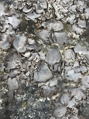 Dermatocarpon muhlenbergii